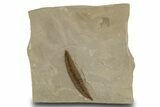 Fossil Leaf (Cedrelospermum) - Green River Formation, Utah #334298-1